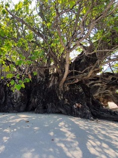 Natural Attractions